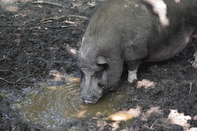 如何分配赛 如何分配赛